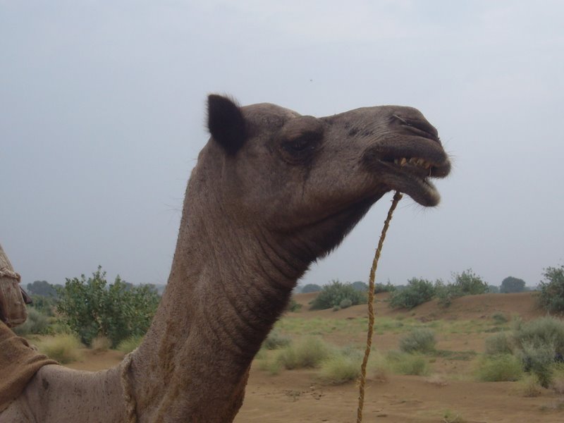 Travel - India - Rajasthan - Desert Camel Trip - Next Morning
